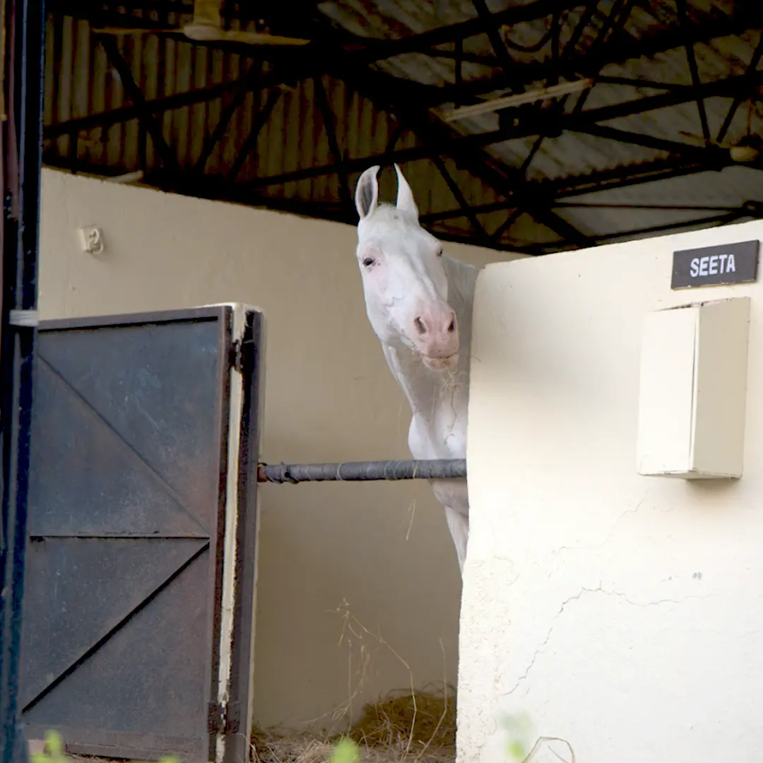 Equestrian activity at Aamby Valley City
